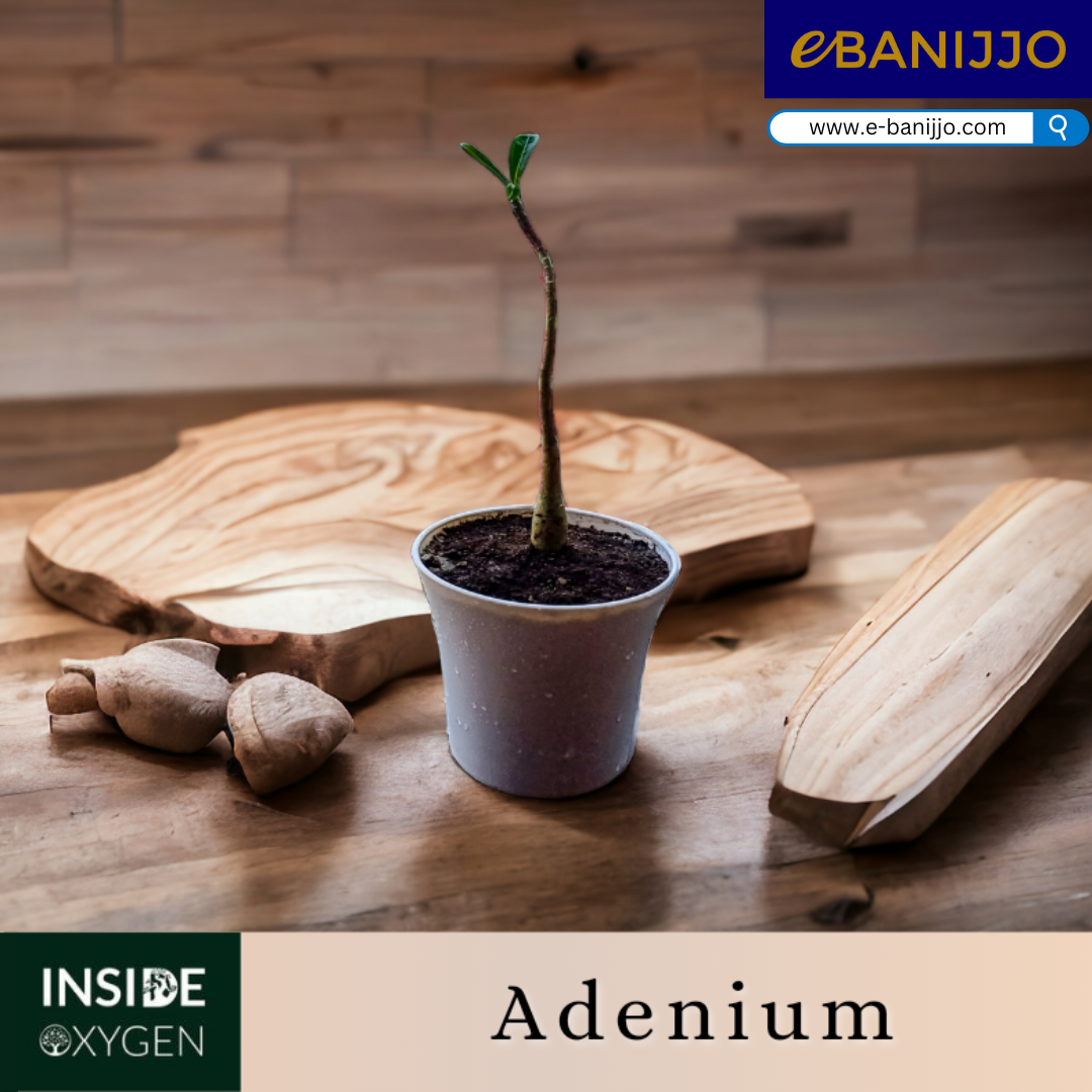 Adenium
