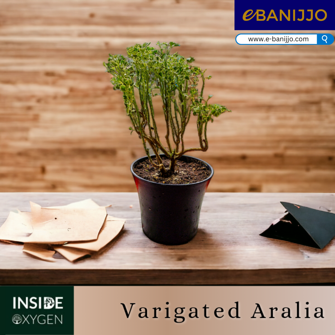 Varigated Aralia Big Size