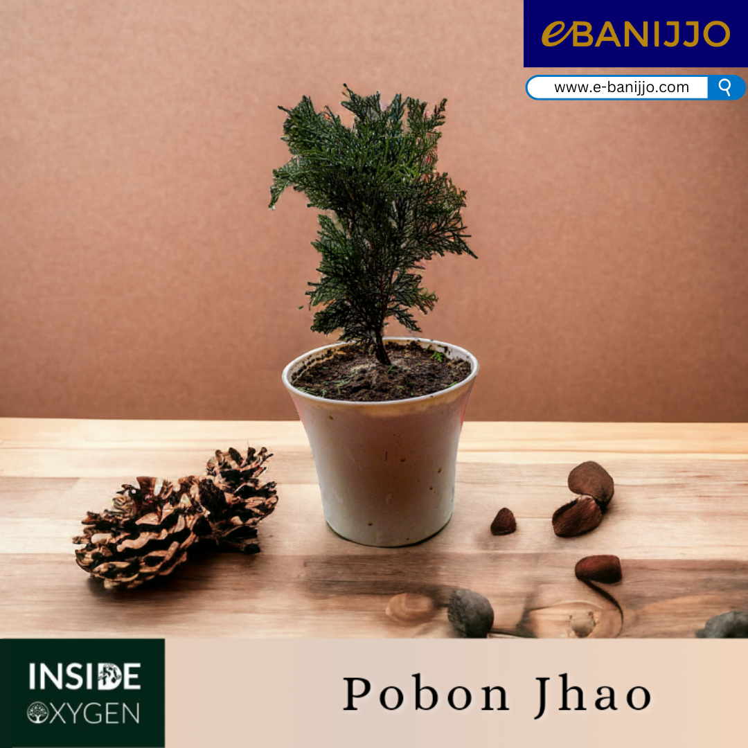 Pobon Jhau