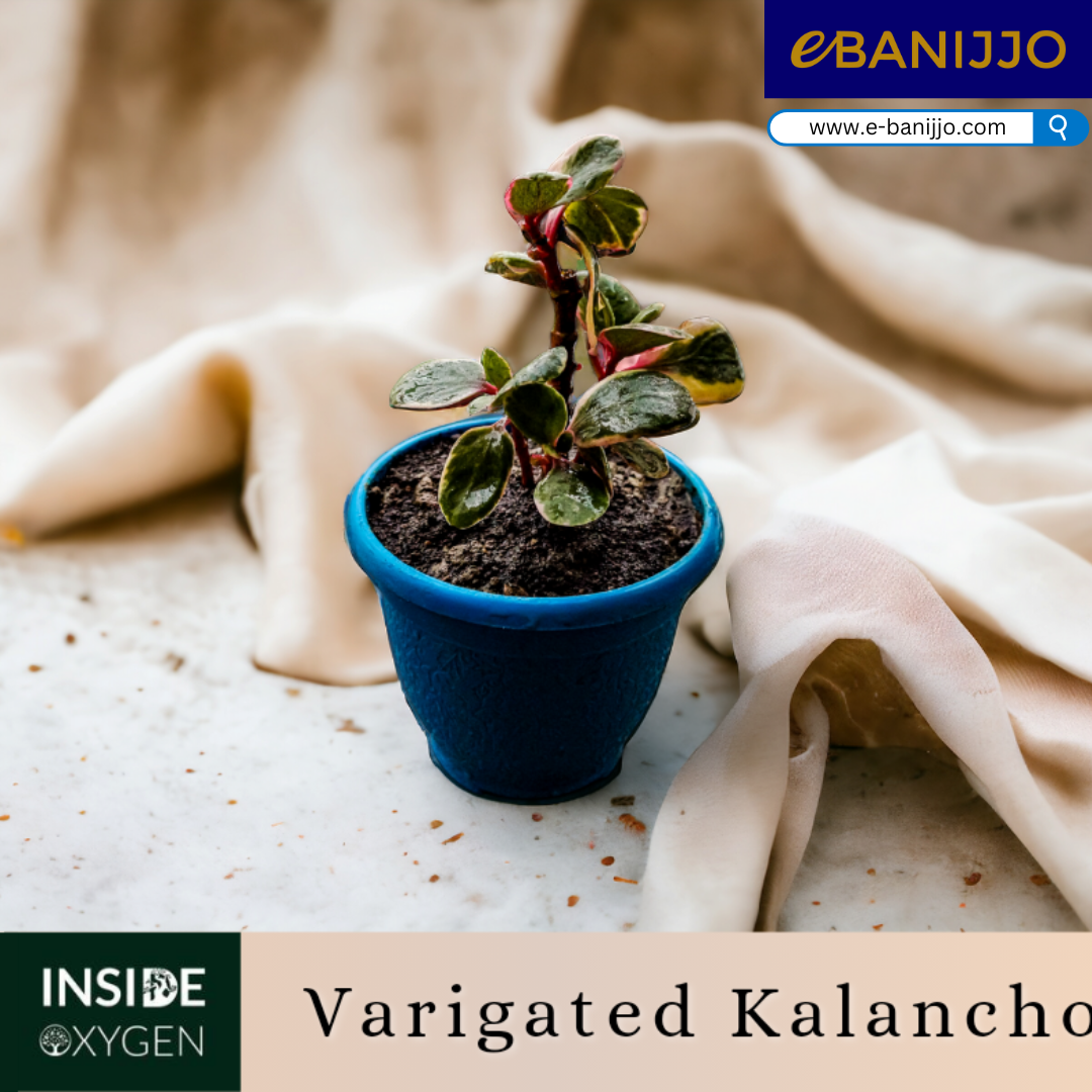 Varigated Kalanchoe