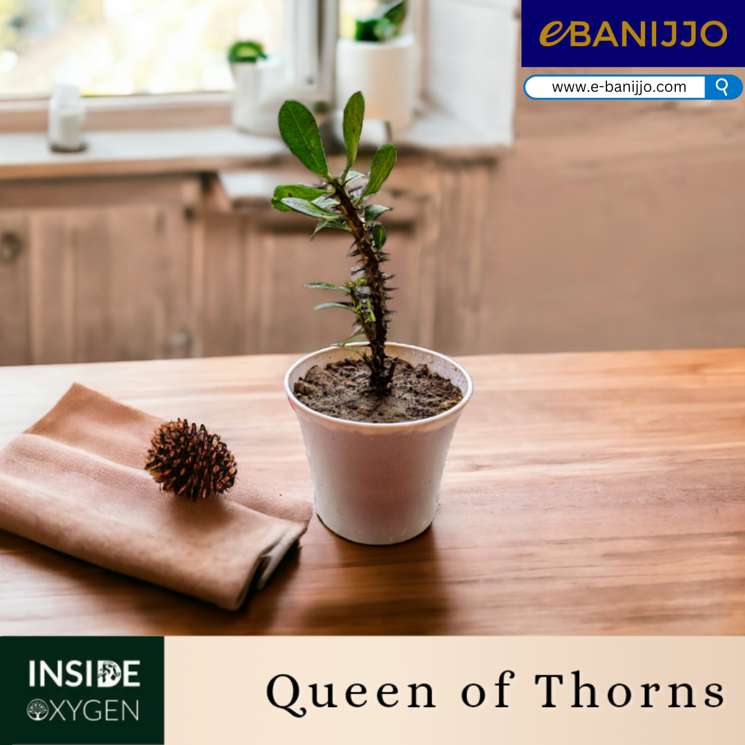 Queen of Thorns
