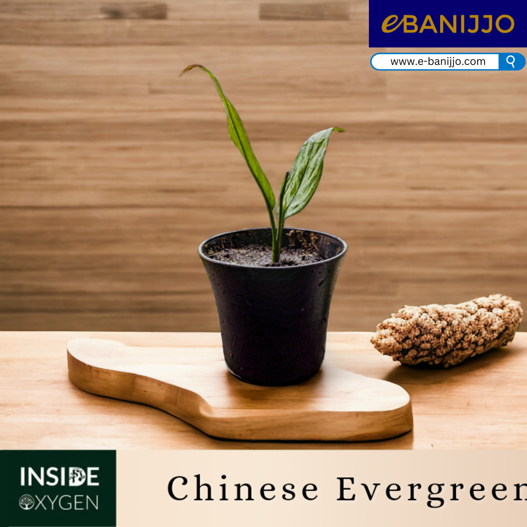 Chinese Evergreen