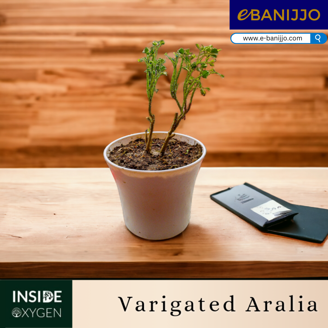 Varigated Aralia Small Size