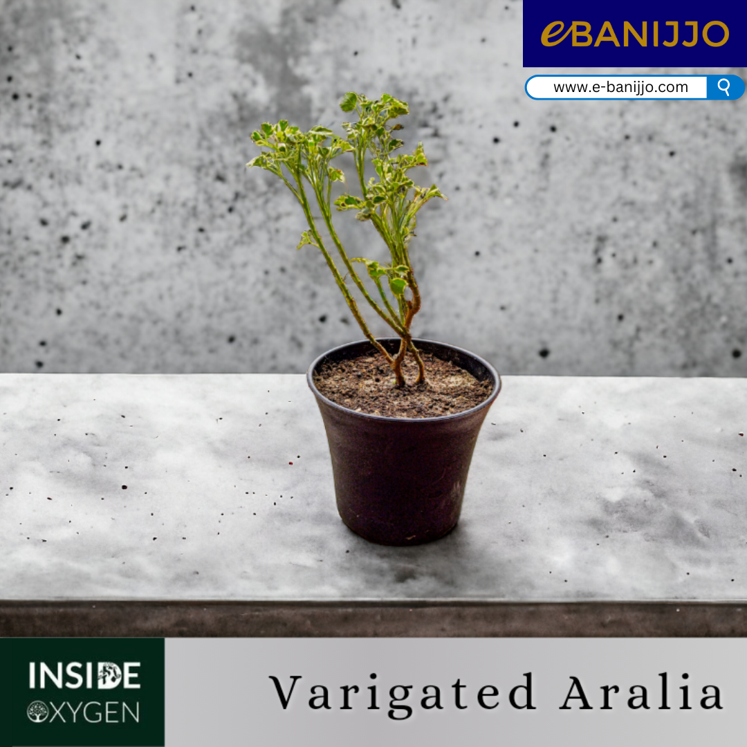 Varigated Aralia Medium Size