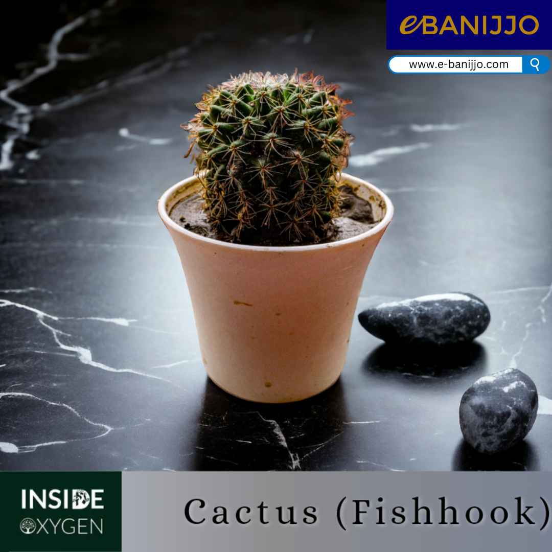 Cactus(Fishhook)